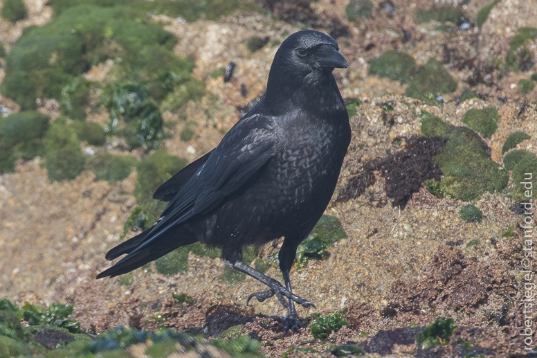 asilomar